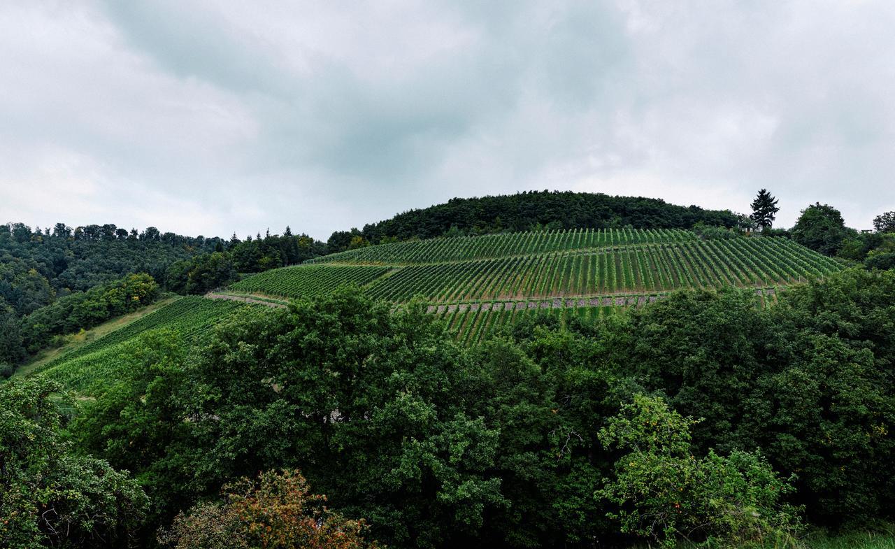Weingut Hees - Landgasthof Zum Jaeger Aus Kurpfalz Auen Eksteriør bilde